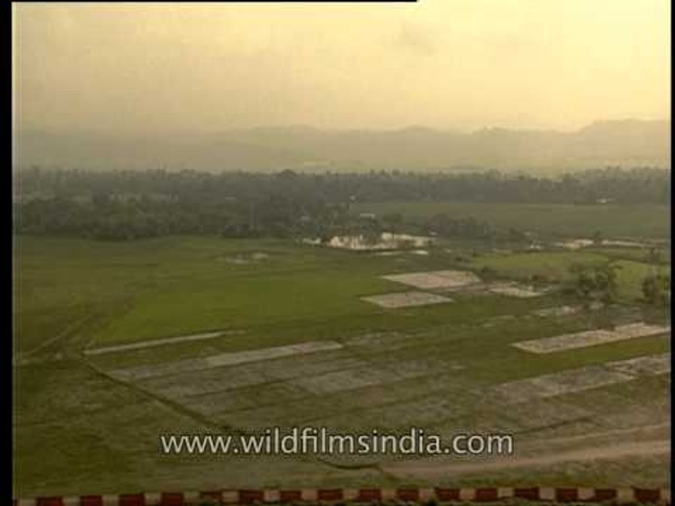 An aerial view of green fields - Assam