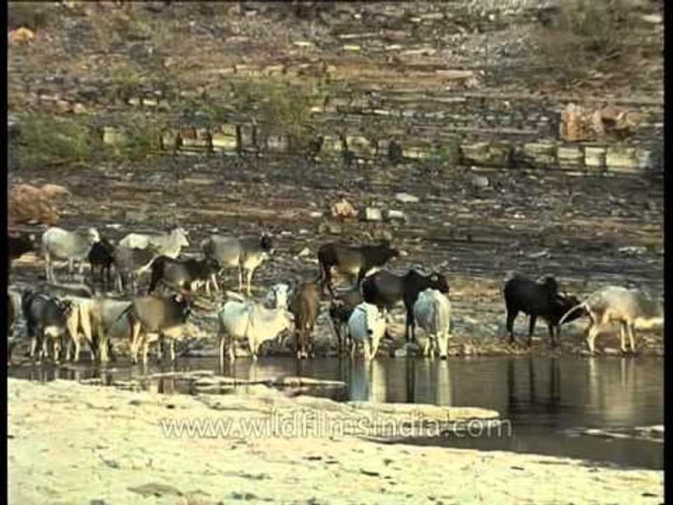 Ken river which runs northeast through the Panna National Park