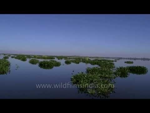 Floating islands and water hyacinth on Loktak Lake