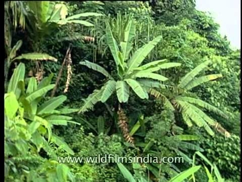 View of Pakhui National Park across the river, Bhalokpong, Arunachal Pradesh