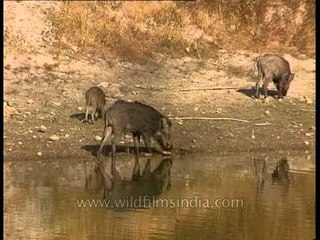 Bristly haired wild boars in Panna National Park