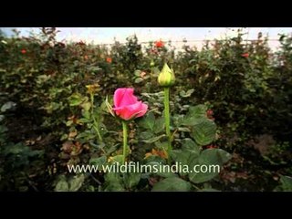 Floriculture could be the solution for north-east India