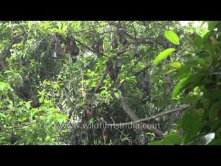 Fruit bats in the middle of crowded Kolkata city