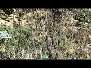 Apple orchard during winter in Himachal Pradesh
