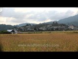 Ripe Paddy fields and Village beyond in Ziro, Arunachal Pradesh