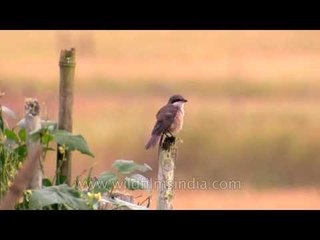 Grey-backed shrike and other birds in Ziro, Arunachal Pradesh