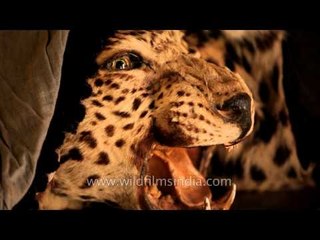 Leopard trophies from the Maharajas of Himachal