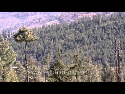 Snow covered Himalayan peaks
