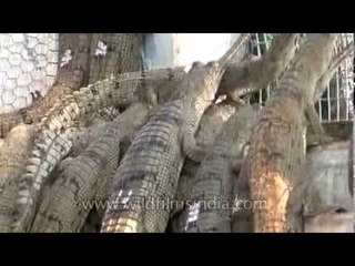 Gharial breeding along the Chambal river in India