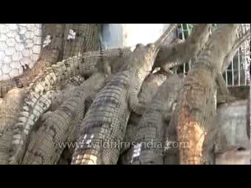 Gharial breeding along the Chambal river in India