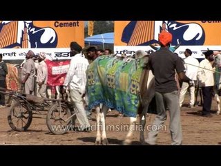 Скачать видео: Kila Raipur Sports Festival, Rural Olympics: Bullock Cart Race