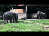 Elephants at an Indian zoo: not ideal