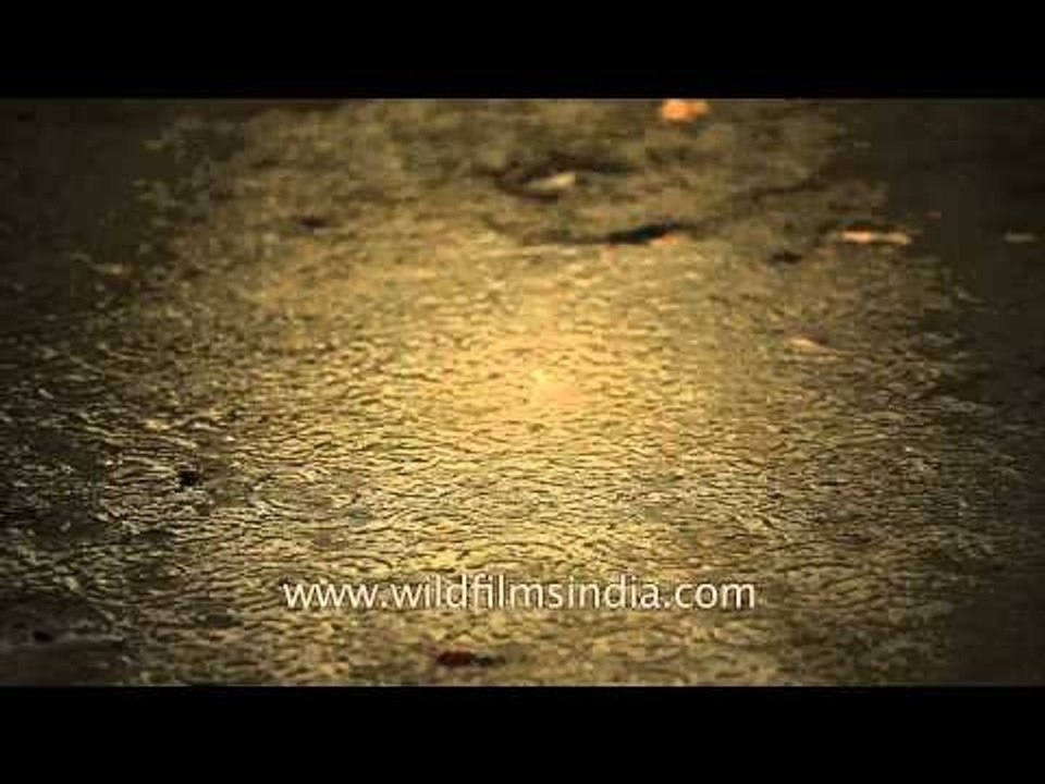 Rain in Kolkata during Durga puja