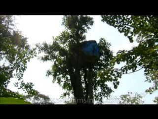 Tree house - 40 feet off the ground