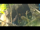 Tribal from India cleaning up his tree house