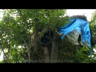 Man climbing up to his tree house