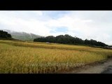 Rickety ride through the rice plains: In Ziro Valley