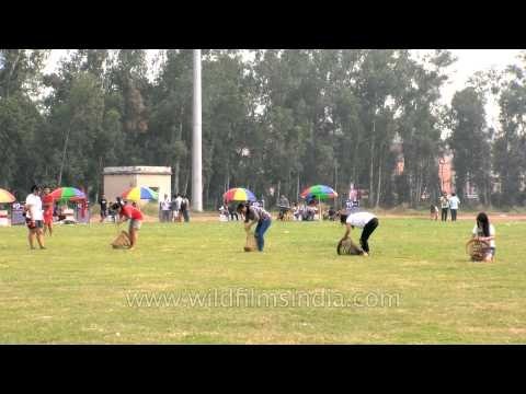 Basket binding fun game at the Naga Fest'13