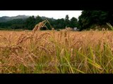 Full grown paddy crops being harvested