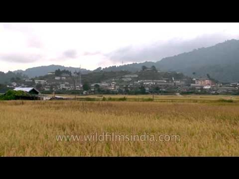 Paddy plains of the beautiful Ziro Valley