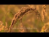 Ripe and ready for harvest - paddy fields of Ziro Valley, Arunachal