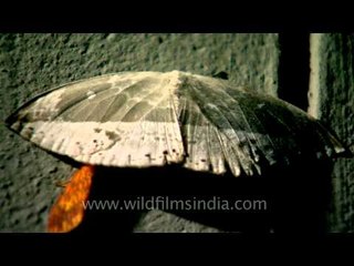 Array of colours on lit walls: Ziro moths