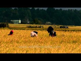 Harvesting going on in full vigour: Ziro Valley