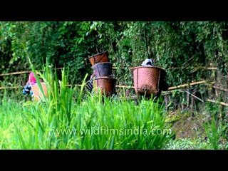 Taking the produce home: In Ziro paddy fields