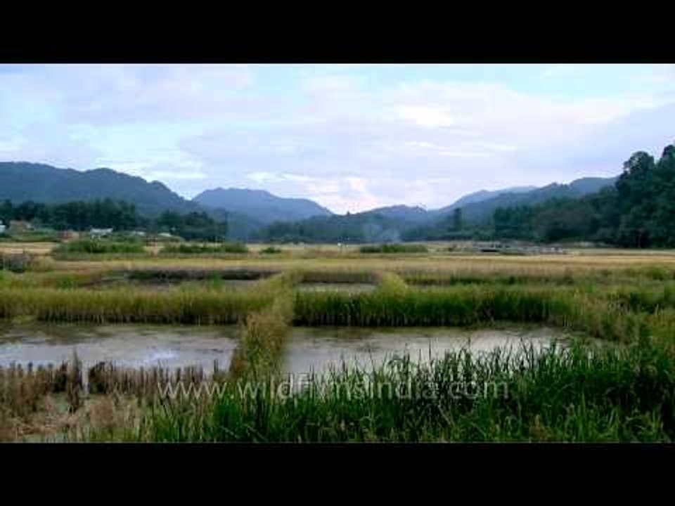 Paddy fields and Pisciculture farms: Progressive Apatanis