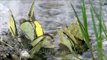 Flock of yellow butterflies in Siro Village: Large Cabbage White or Grass Yellow?