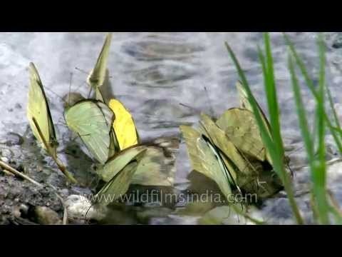 Flock of yellow butterflies in Siro Village: Large Cabbage White or Grass Yellow?