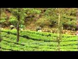Women carrying tea leaves from the tea garden in Kerala