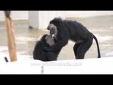 Lion-tailed Macaques playing around