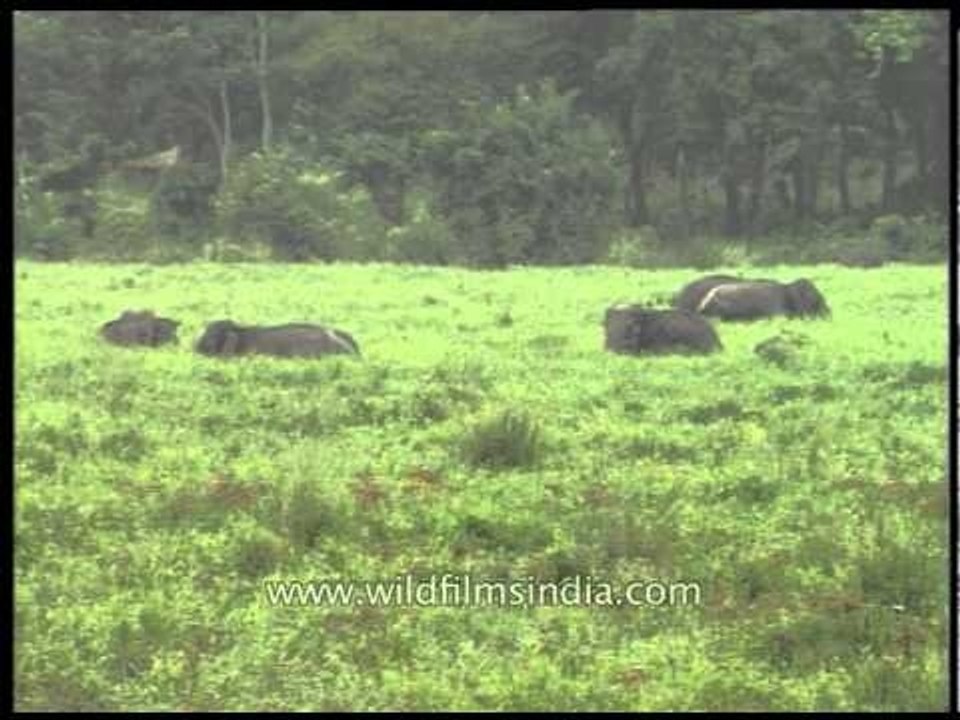 Herd of grazing Elephants