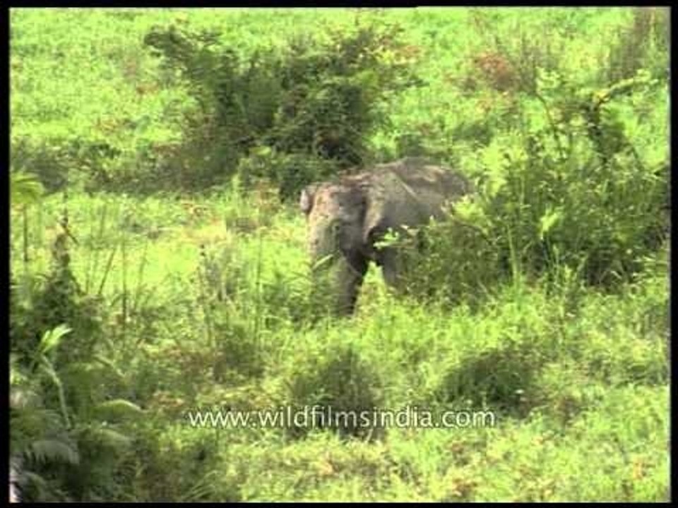Herd of Indian Elephants grazing on the green grasses