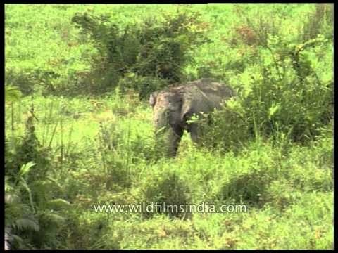 Herd of Indian Elephants grazing on the green grasses