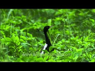 Courtship and hardship: Lesser Florican display