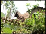 Village destroyed by wild Elephants