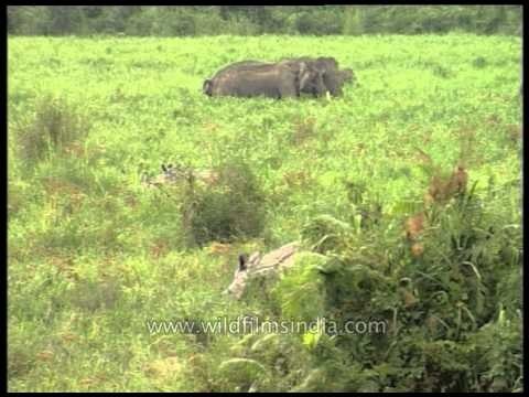 Rhinos and Elephants grazing through the grassland