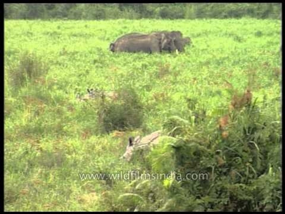 Rhinos and Elephants grazing through the grassland