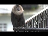 Just like a Shampoo ad: Lion Tailed Macaque antics