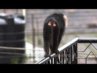 Along the narrow rail it walks: Macaques of Kerala