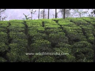 Monsoon in the tea gardens of Western Ghats