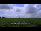 Time lapse : Clouds running above the fields