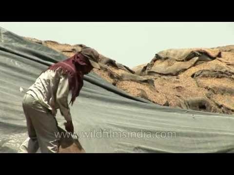 We talk Food Security Act while this mass of wheat rots in FCI godowns!