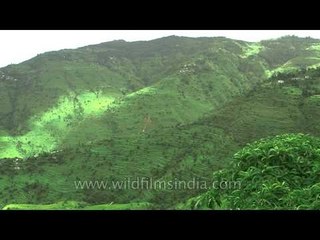 Aerial view of Regdu village of Champawat District
