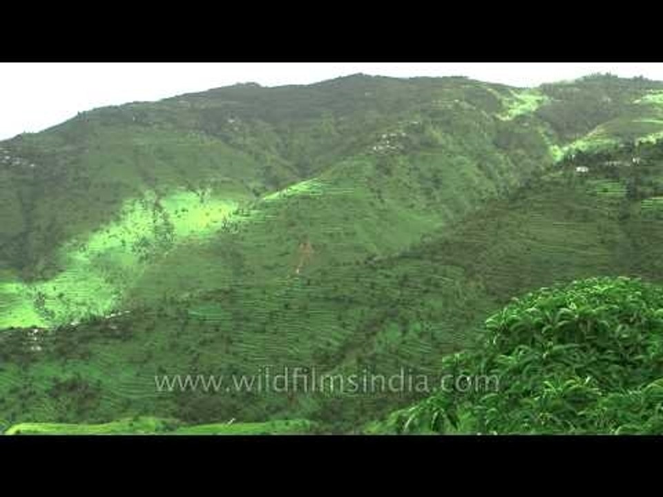 Aerial view of Regdu village of Champawat District