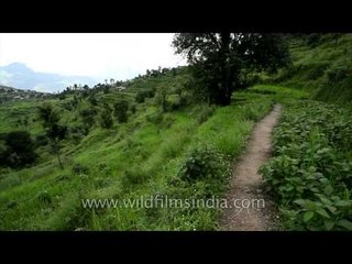 Lush green Aagar village of Champawat