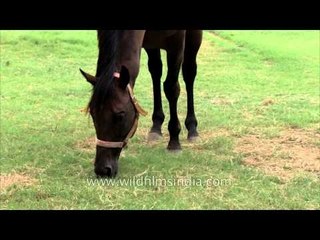 Horse taking mud bath and running around the farm