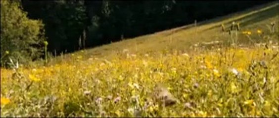 Arkadaşım Tilki - Fragman